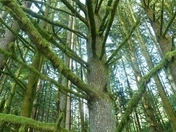 Mossy Tree.JPG