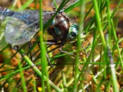 when dragonflies attack #3