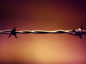 barb-wire c-u.jpg