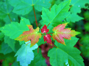 Algonquin, bronte, tna 053.jpg