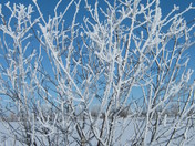 Frosty Tree
