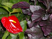 BC Thanksgiving 114.jpg