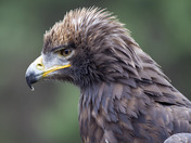 Golden Eagle