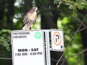 No Parking Sign with Fledgling Red Tail