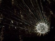 Firework 