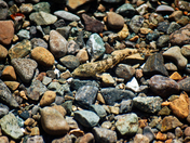 Water hiding a fish.