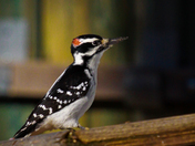 HAIRY WOODPECKER