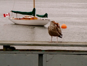 Hungry Gull