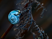 Blue Snail