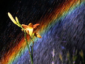 Garden Rainbow