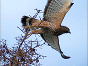 BroadWingedHawk23.jpg