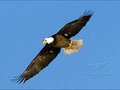 BaldEagle73.jpg