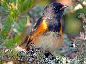 AmericanRedstart16.jpg