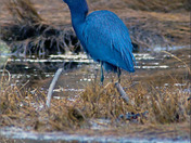 LittleBlueHeron63.jpg
