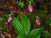 PinkLadysSlipper26.jpg
