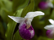 ShowyLadysSlipperOrchid39.jpg