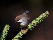 BorealChickadee13.jpg