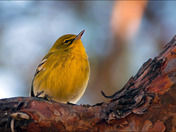 PineWarbler3.jpg