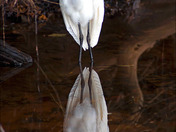 GreatEgret20.jpg