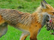 Taking a Family Home to His Family resized.jpg