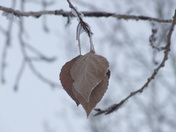 Winter Wonderland 2010 106.jpg