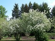 Saskatchewan Apples In Bloom