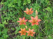 Cluster of Western Red Lilies