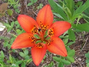 Saskatchewan's Floral Emblem