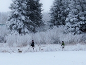 Skiing with the help of a Husky
