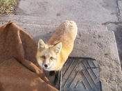 Wild Fox on Doorstep 