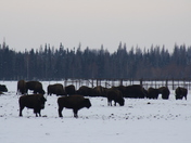 Alberta Bison in the mist of the evening