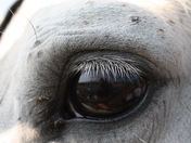 As seen from the eye of a horse.