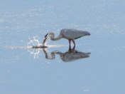 Catch Of The Day - Great Blue Heron Catching A Fish