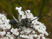 Black Longhorn Beetle