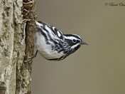 Point Pelee National Park