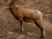 Big Horned Sheep