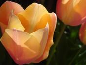 Spring Tulip