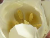 White Tulip