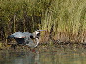 Barron River Heron