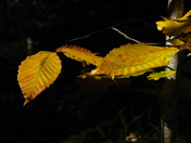 Nova Scotia Leaf Monster