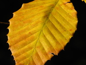 Fall, Westwood Lake, NS