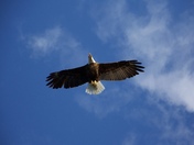 Bald Eagle flying overhead