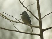 enhanced morning bluejay 1.jpg