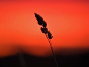 Sunrise Grass