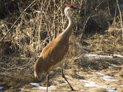 Manitoba Crane
