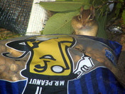 Family camping buddy - Princess Sparkles