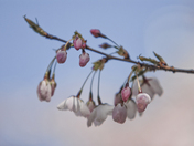 Cherry Just Blooming