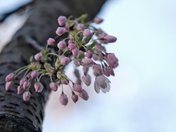 Cherry Just Blooming