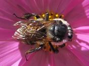 Bee on a Cosmos.jpg
