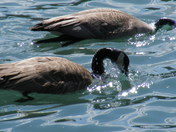 2009_0416birds0064.JPG